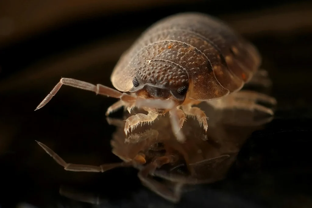 Bed Bug Treatment - Pest Control in Ellenwood, GA | Pest Control Ellenwood