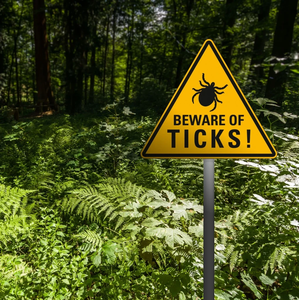 Protect Your Home, Pets, and Family with Expert Pest Control Services