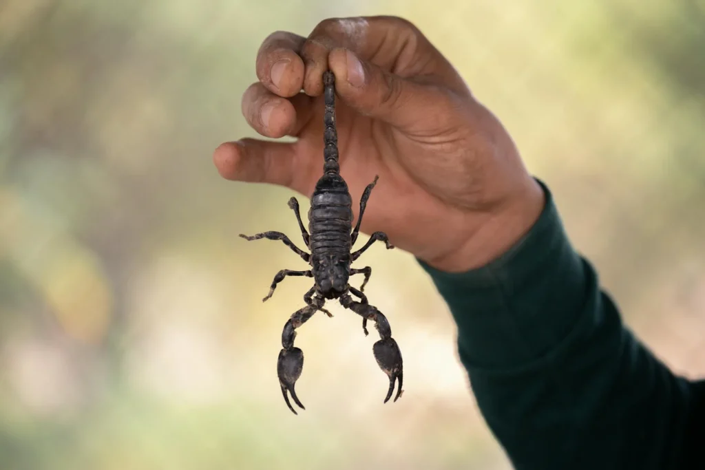 Scorpion Control - Pest Control in Ellenwood, GA | Pest Control Ellenwood