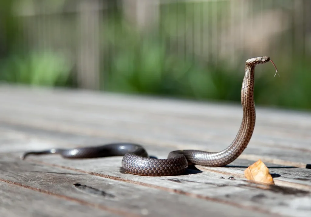 Snake Removal - Pest Control in Ellenwood, GA | Pest Control Ellenwood