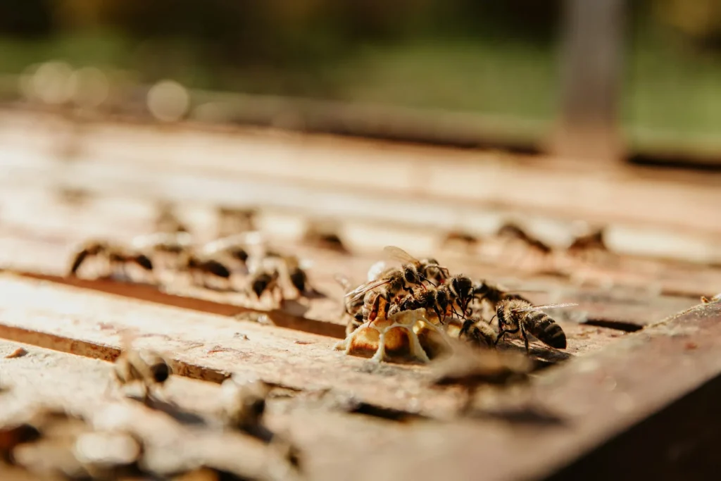 Termite Pest Control in Ellenwood, GA | Pest Control Ellenwood