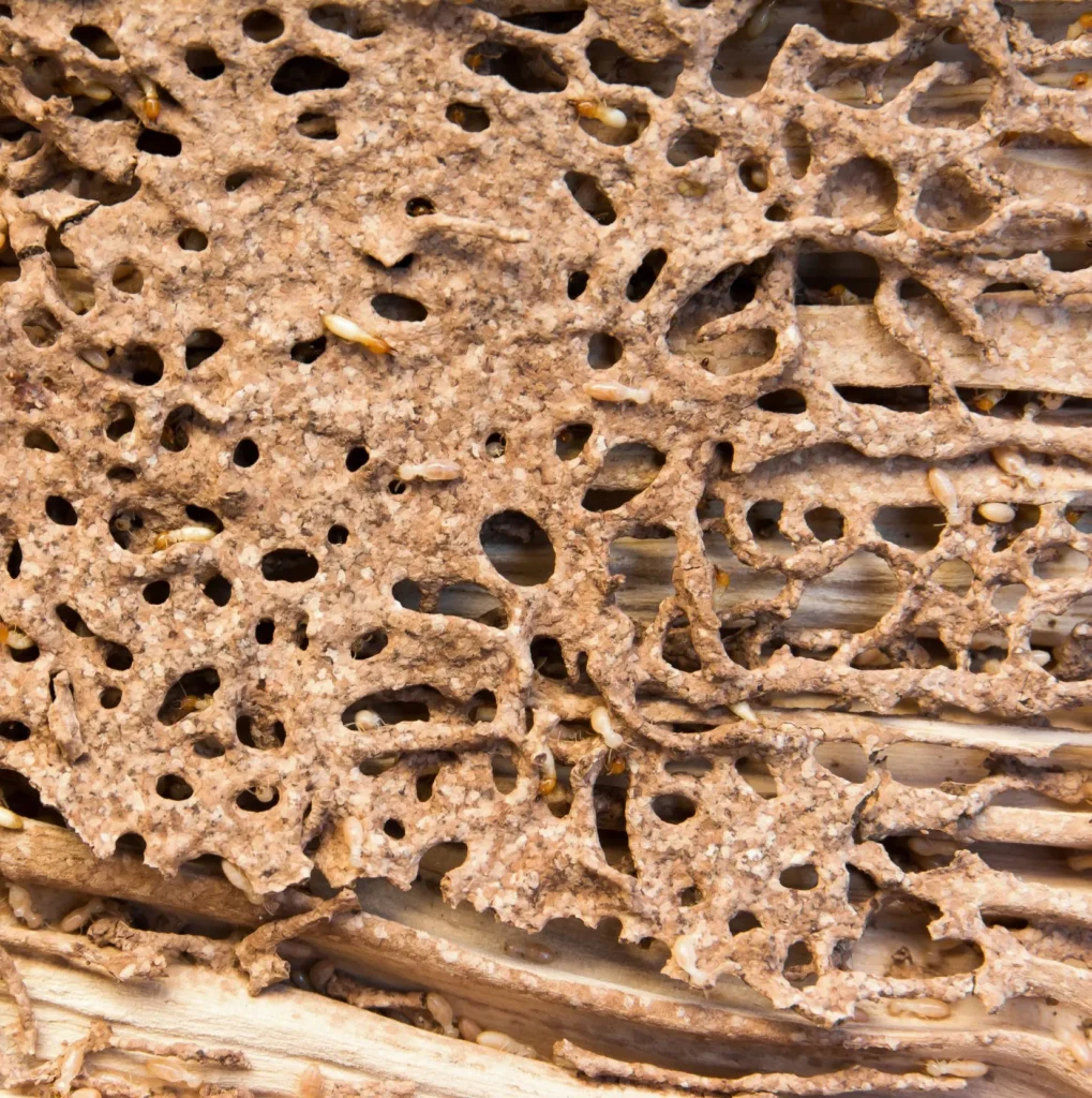 Why Termites Are a Serious Threat